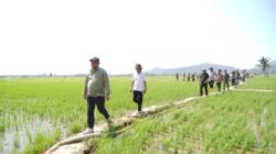 Bupati Luwu Turun Langsung Tinjau Sawah Terdampak Kekeringan, Serahkan Bantuan Pompa Air