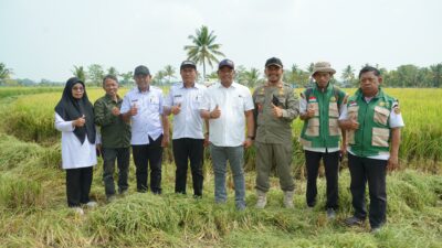 500 Hektare Sawah Kamanre Panen, Produksi Padi Naik 40 Persen